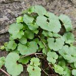 Cymbalaria muralisFolha