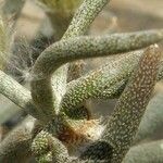 Astrophytum caput-medusae Folha