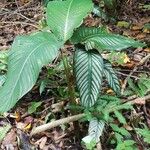 Calathea ornata Habitus