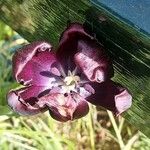 Tulipa lortetii Fleur