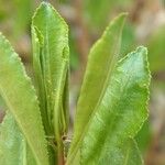 Stillingia sylvatica Leaf