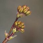 Anulocaulis annulatus Fruit