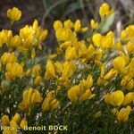 Cytisus fontanesii Habit