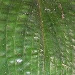 Costus bracteatus Folio