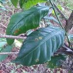 Coffea arabica Leaf
