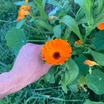 Calendula stellata Blüte