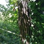Salix alba 樹皮