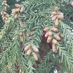 Cryptomeria japonica ᱥᱟᱠᱟᱢ