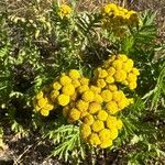 Tanacetum vulgareFlower