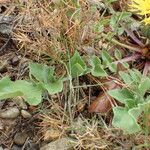 Centaurea acaulis 叶