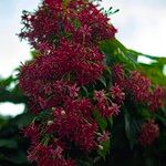 Combretum indicum Кветка