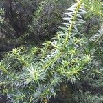Podocarpus nubigenus Elinympäristö