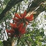 Erythrina variegataЦветок