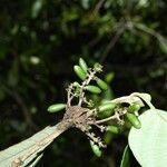 Malanea hypoleuca Fruit