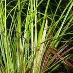 Carex polystachya Folha
