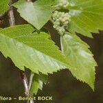 Karpatiosorbus remensis Hoja