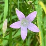 Campanula patulaKvet