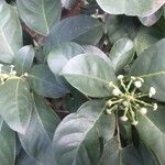 Dendropanax cuneatus Flor