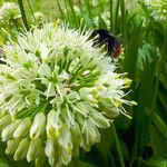 Allium cepa Blüte