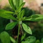 Mollugo verticillata Fleur