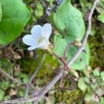 Saxifraga granulata 花