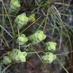 Geniostoma imbricatum Vekstform