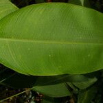 Heliconia irrasa পাতা