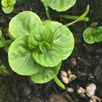 Mentha × piperitaLeaf