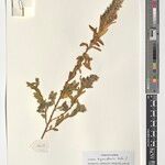 Crotalaria kipandensis Sonstige