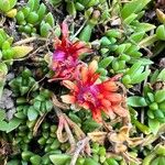 Malephora crocea Çiçek