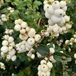 Symphoricarpos albus Fruit