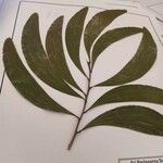Acacia auriculiformis Hostoa