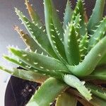 Aloe brevifolia Otro