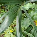 Acanthophoenix rubra Leaf