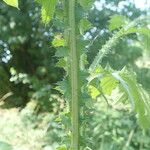 Carduus crispus Bark