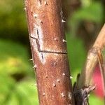 Rubus idaeus Bark