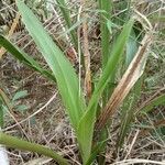 Zygopetalum maculatum Hoja