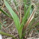 Zygopetalum maculatum Lehti