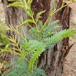 Acacia terminalis Лист