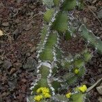 Euphorbia ballyi