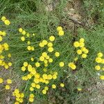 Santolina villosa Flor