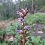 Orobanche minor Flor