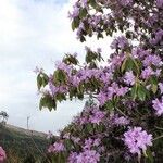 Rhododendron yunnanense Habitat