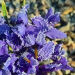 Iris reticulata Flower