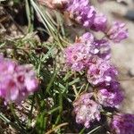 Armeria multiceps ফুল