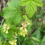 Ribes americanum List