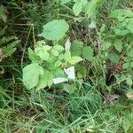 Rubus occidentalis Fuelha