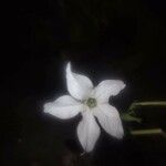Nicotiana longiflora 花