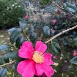 Camellia sasanquaLorea