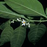 Solanum leucocarpon Лист